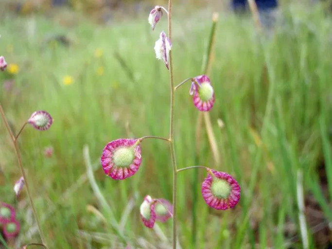 Fringepod (Thysanocarpus curvipes, Fl. bor.-amer. 1:69. 1830)