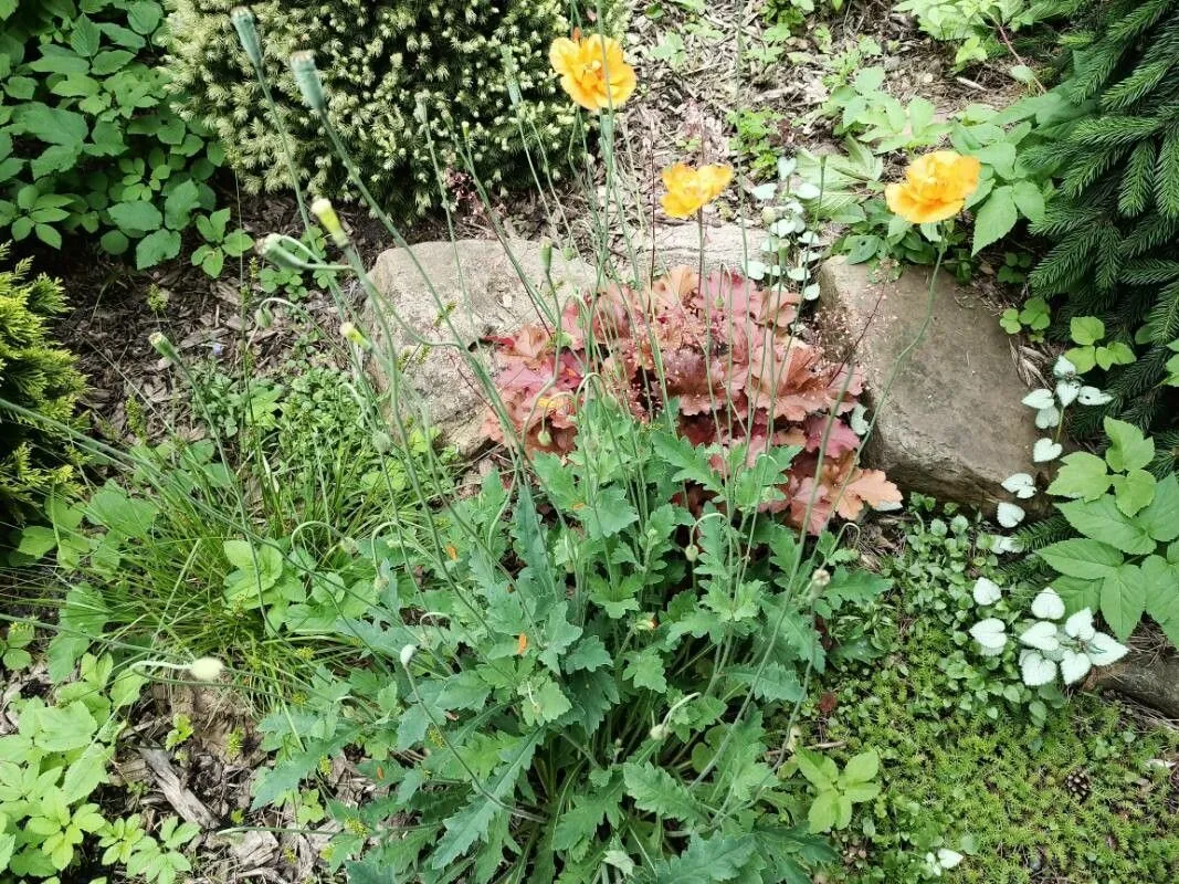 Atlas poppy (Papaver atlanticum, Ill. Fl. Atlant. 1: 11 (1882))