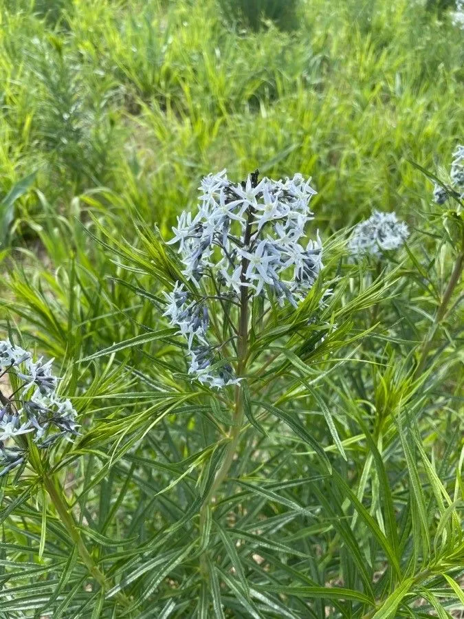 Fringed bluestar (Amsonia ciliata, Fl. Carol.: 98 (1788))