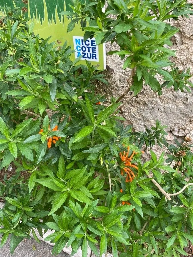 Lion’s ear (Leonotis leonurus, W.T.Aiton, Hortus Kew. 3: 410 (1811))