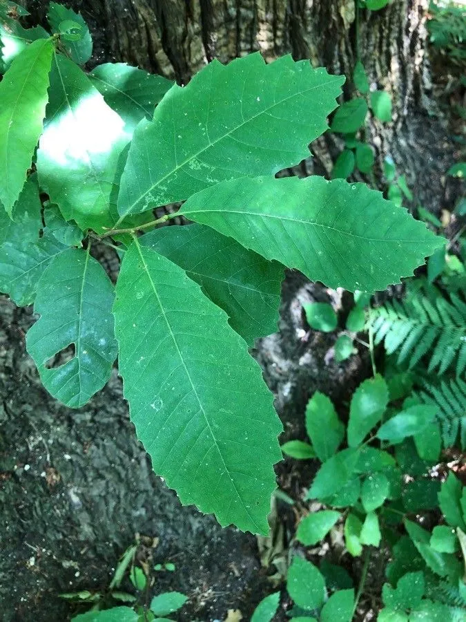 American chestnut (Castanea dentata, Theor. Prakt. Handb. Forstbot. 1: 741 (1800))