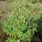 Sphenocleaceae