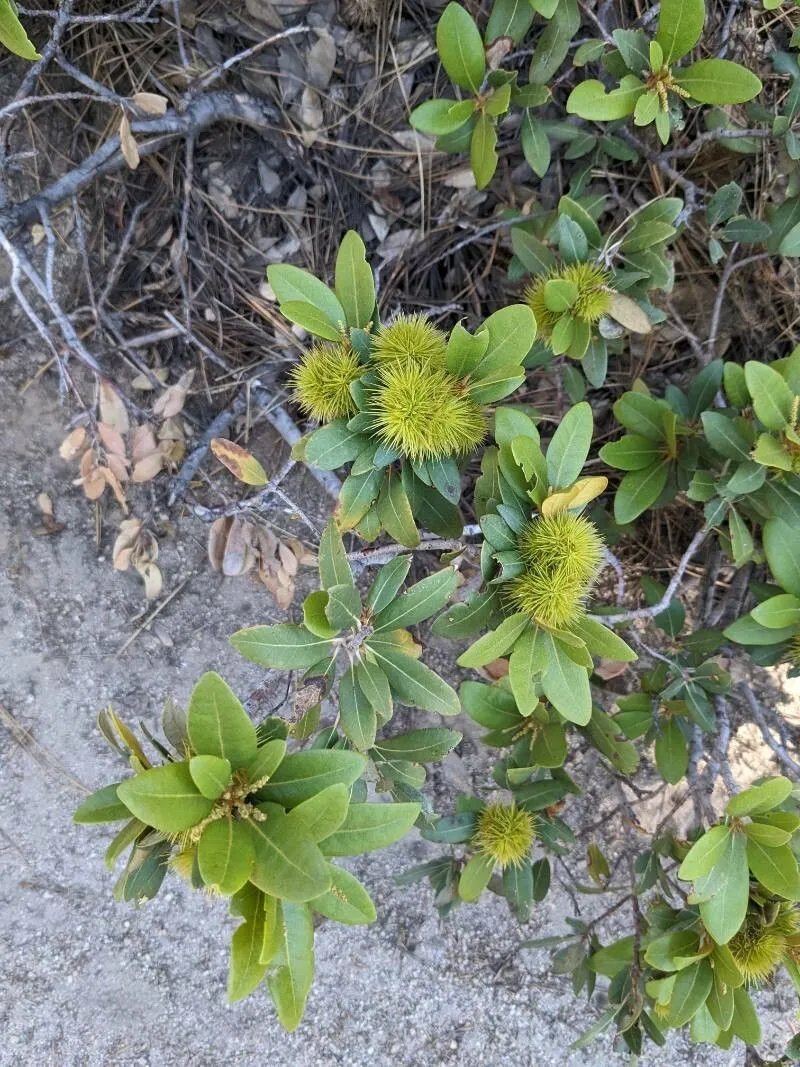 Bush chinquapin (Chrysolepis sempervirens, Bot. Not. 113: 377 (1960))