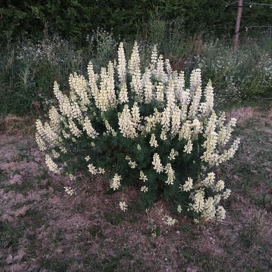 Bush lupine (Lupinus arboreus, Bot. Mag. 18: t. 682 (1803))