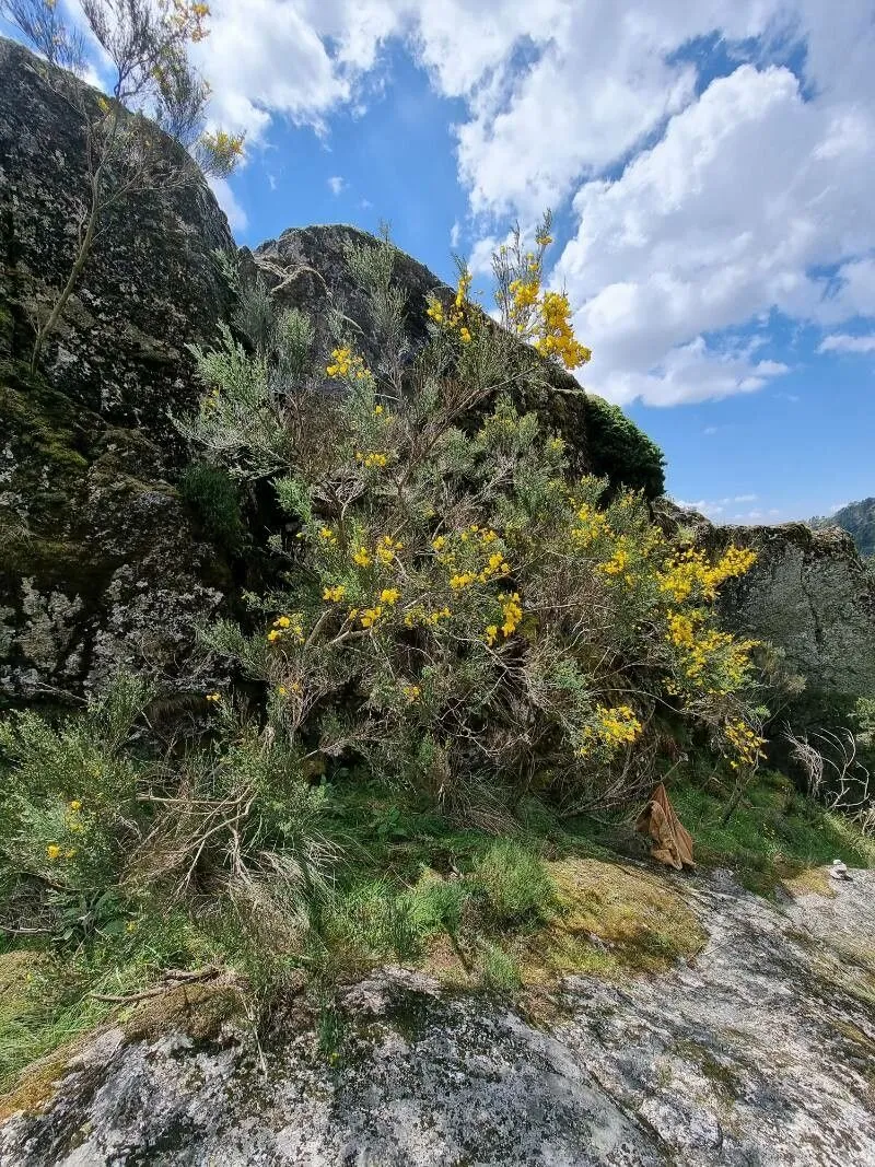 Portuguese broom (Cytisus striatus, Feddes Repert. Spec. Nov. Regni Veg. 53: 149 (1944))