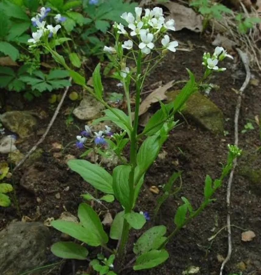 Bulbous bittercress (Cardamine bulbosa, Prelim. Cat.: 4 (1888))