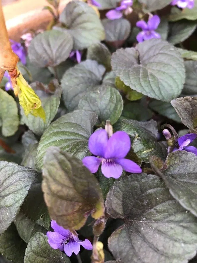 American dog violet (Viola labradorica, Denkschr. Königl.-Baier. Bot. Ges. Regensburg 1(2): 12 (1818))