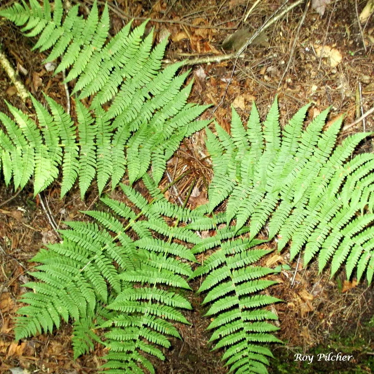 Marginal fern (Dryopteris marginalis, Manual: 632 (1848))