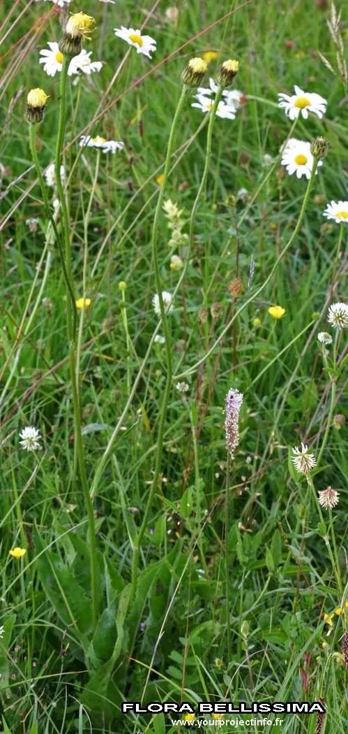 Spotted cat’s-ear (Hypochaeris maculata, Sp. Pl.: 810 (1753))