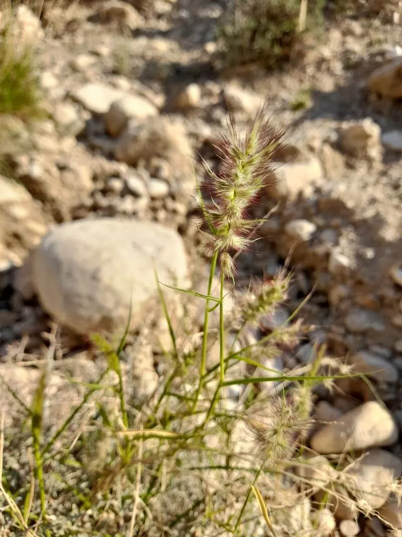 Buffelgrass (Cenchrus ciliaris, Mant. Pl. 2: 302 (1771))