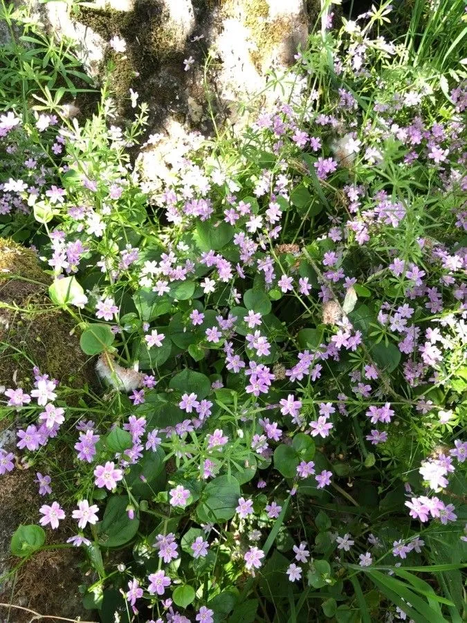 Candy-flower (Claytonia sibirica, Sp. Pl.: 204 (1753))