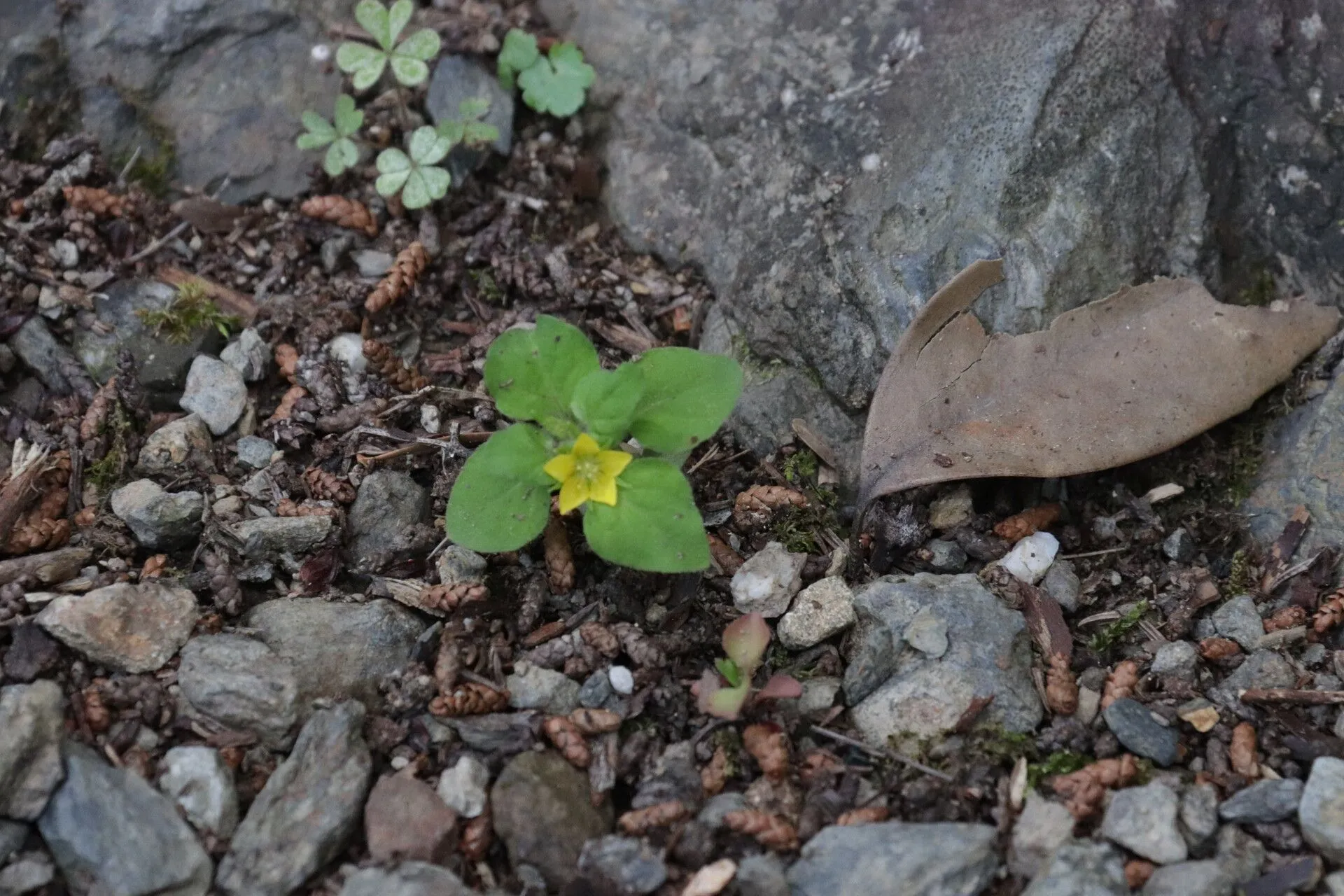 Japanese yellow loosestrife (Lysimachia japonica, J.A.Murray (ed.), Syst. Veg. ed. 14.: 196 (1784))