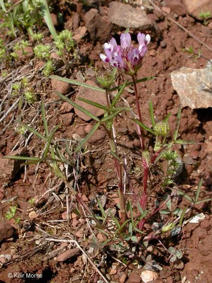 Tomcat clover (Trifolium willdenovii, Syst. Veg. 3: 208 (1826))