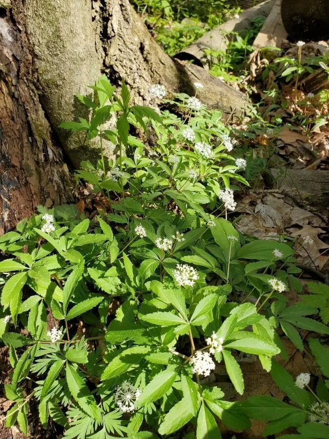 Groundnut (Panax trifolius, Sp. Pl.: 1059 (1753))