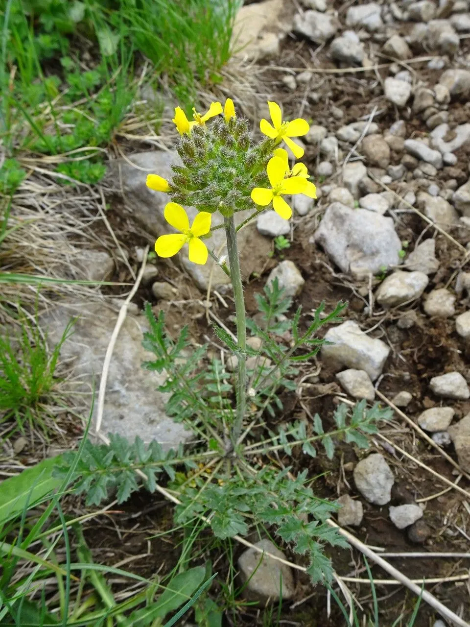 Jeweled rocket (Sisymbrium austriacum, Fl. Austriac. 3: 35 (1775))