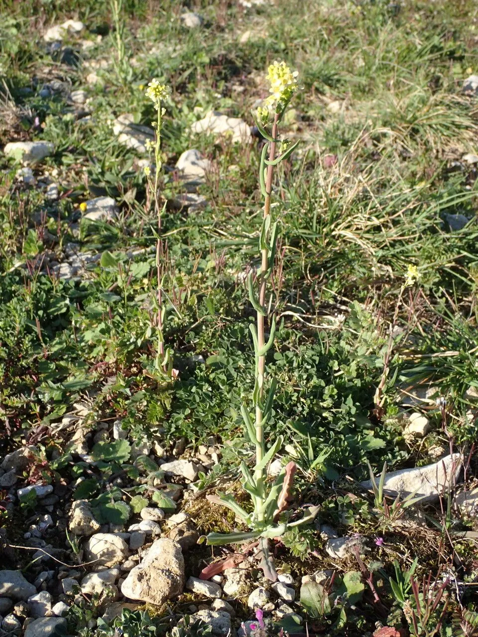 Mite cress (Myagrum perfoliatum, Sp. Pl.: 640 (1753))