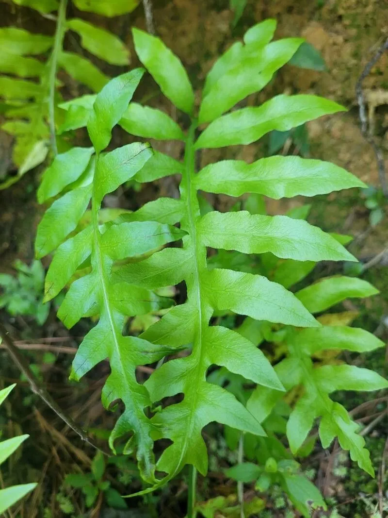 Netted chain fern (Woodwardia areolata, Index Fil.: xlv (1857))