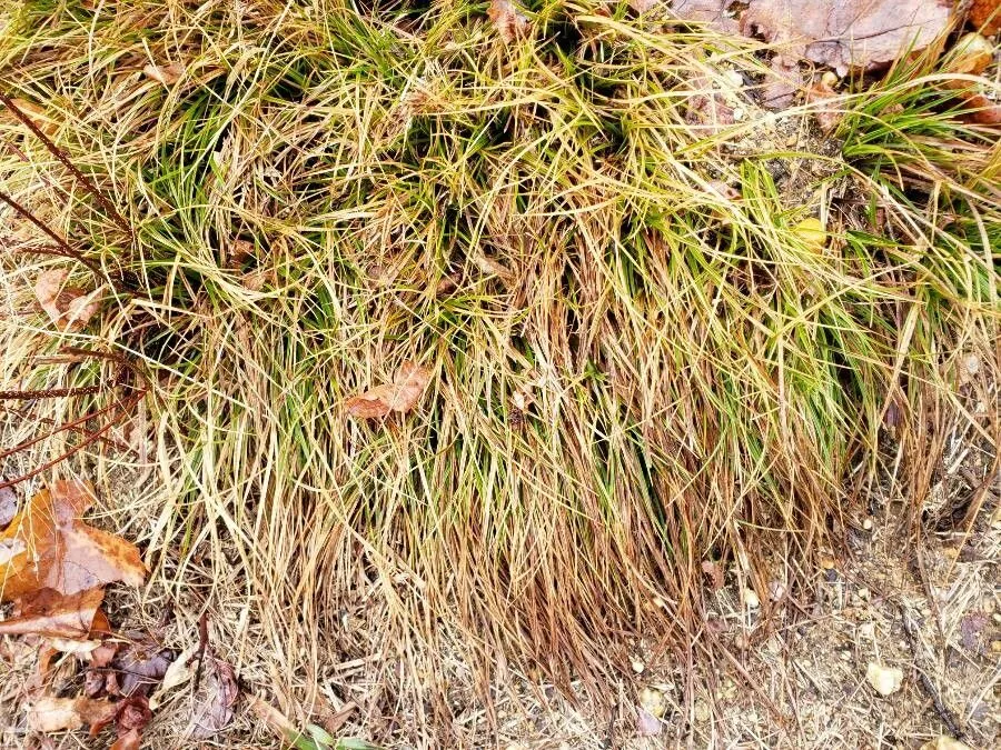 Pennsylvania sedge (Carex pensylvanica, Encycl. 3: 388 (1792))