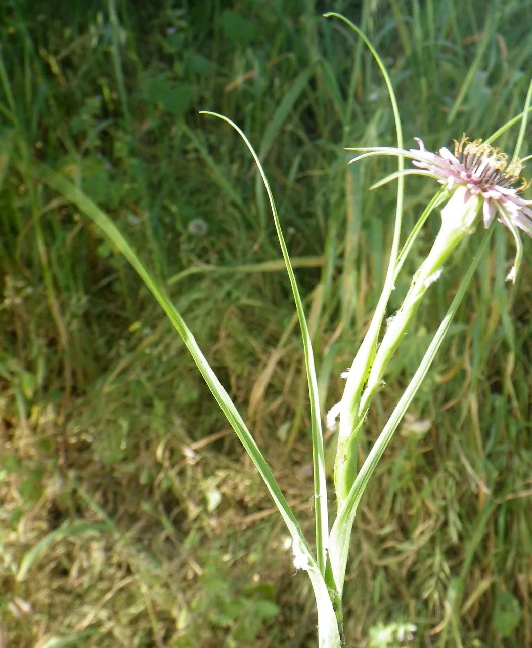 Slender salsify (Geropogon hybridus, P.B.Webb & S.Berthelot, Hist. Nat. Iles Canaries 2: 472 (1850))