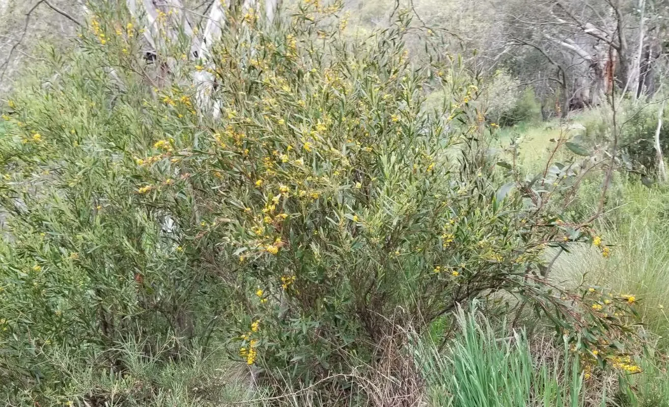 Hop bitter-pea (Daviesia latifolia, W.T.Aiton, Hortus Kew. 3: 20 (1811))