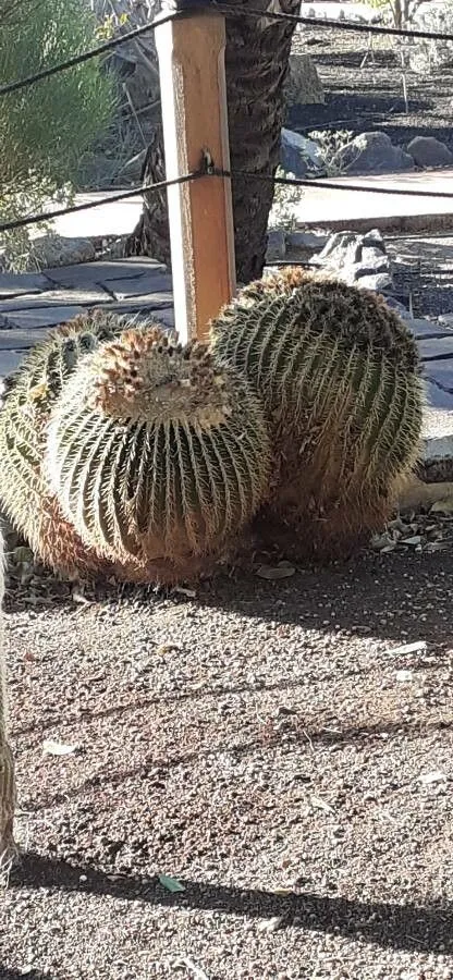 Biznaga gigante (Echinocactus platyacanthus, Verh. Vereins Beförd. Gartenbaues Königl. Preuss. Staaten 3: 423 (1827))