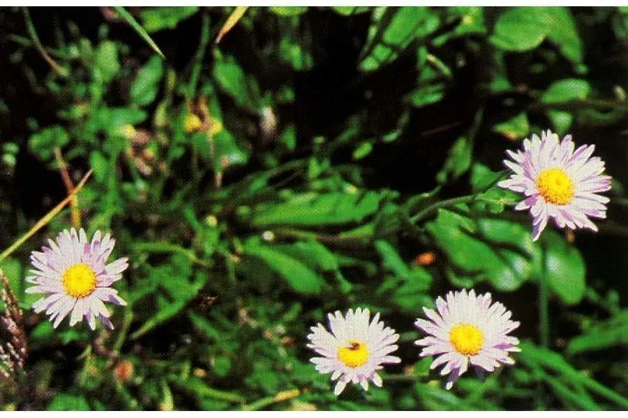 Subalpine fleabane (Erigeron peregrinus, Pittonia 3(16): 166 (1897))