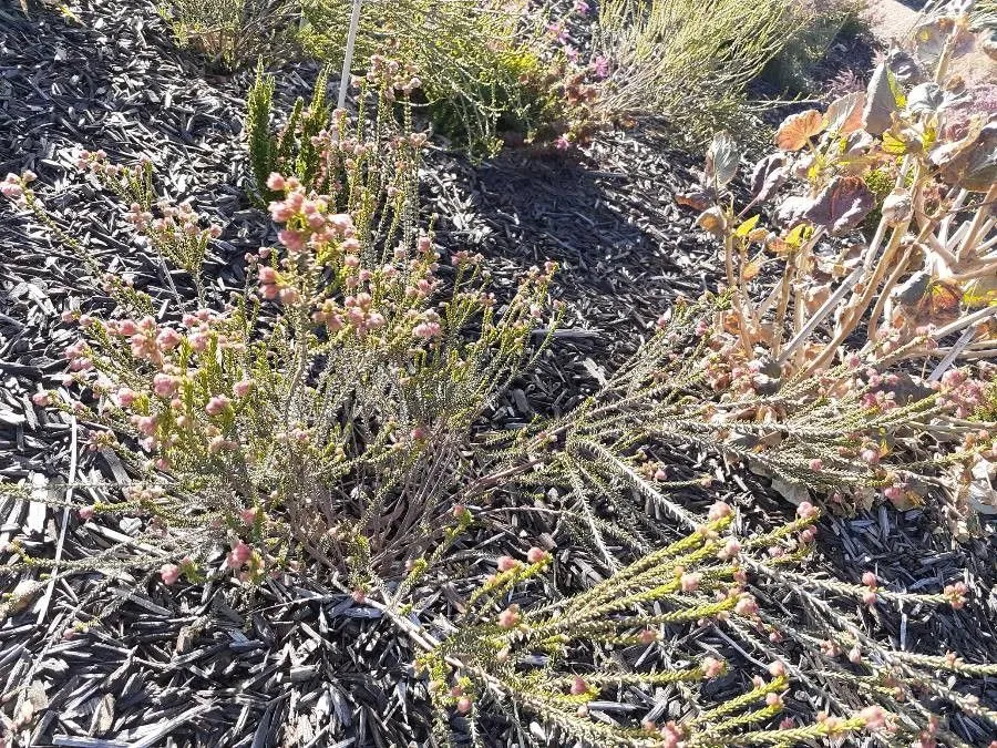 Honeywort flowered heath (Erica cerinthoides, Sp. Pl. ed. 2: 505 (1762))