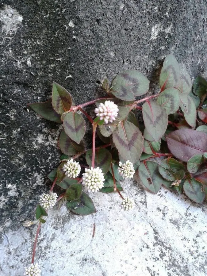 Japanese knotweed (Persicaria capitata, Bot. Jahrb. Syst. 49: 277 (1913))