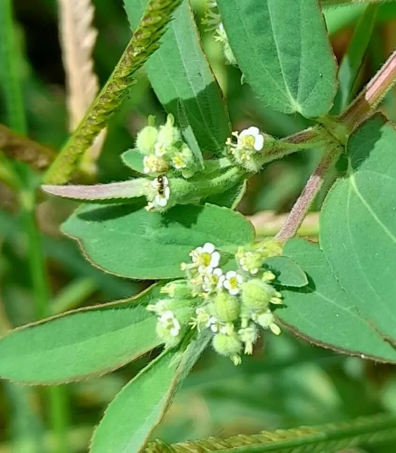 Roadside sandmat (Euphorbia lasiocarpa, Nov. Actorum Acad. Caes. Leop.-Carol. Nat. Cur. 19(Suppl. 1): 414 (1843))