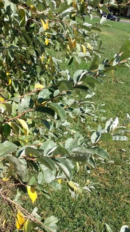 Silverberry (Elaeagnus commutata, Fl. Rocky Mts.: 582 (1917))