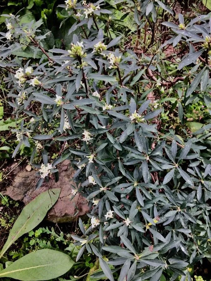 Alpine daphne (Daphne alpina, Sp. pl. 1:356. 1753)