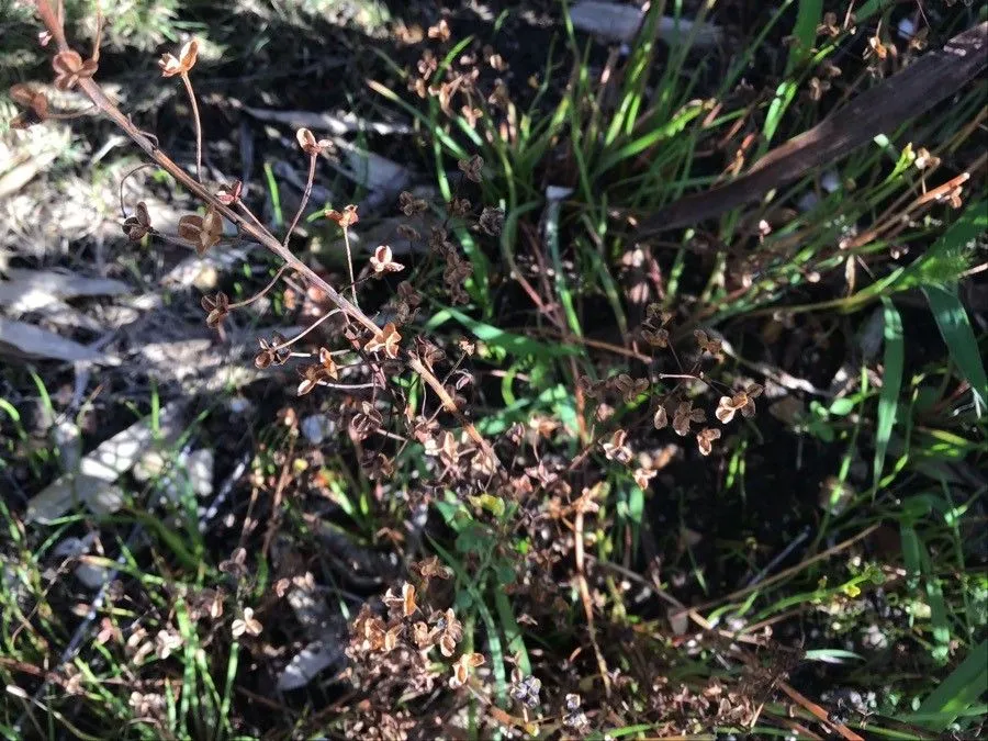 Leek lily (Bulbine semibarbata, Saxifrag. Enum. 2: 33 (1821))