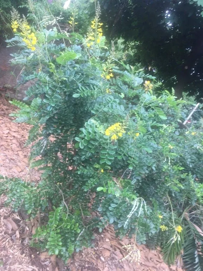 Silverbush (Sophora tomentosa, Sp. Pl.: 373 (1753))