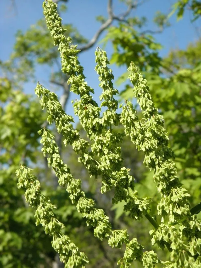 Swamp dock (Rumex verticillatus, Sp. Pl.: 334 (1753))