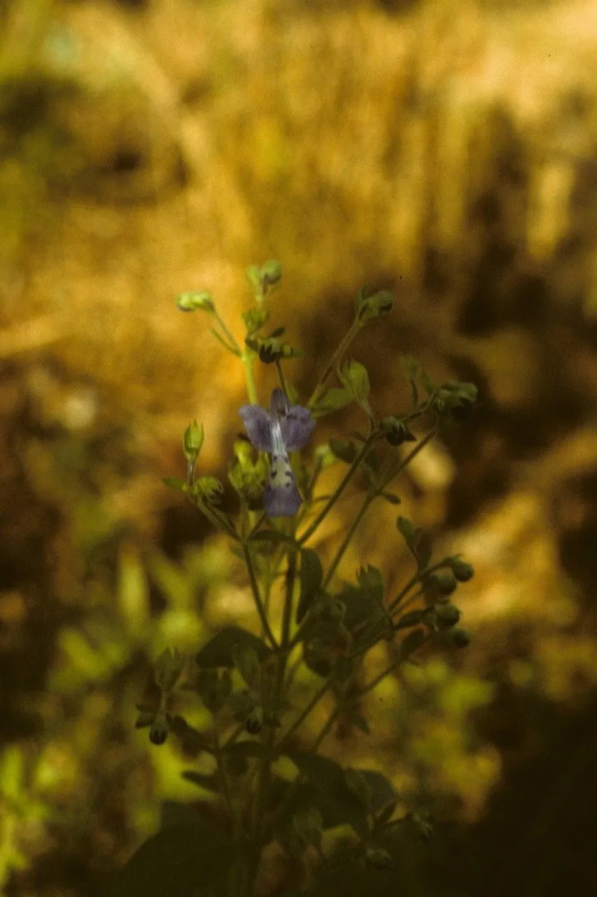 Bastard pennyroyal (Trichostema dichotomum, Sp. Pl.: 598 (1753))