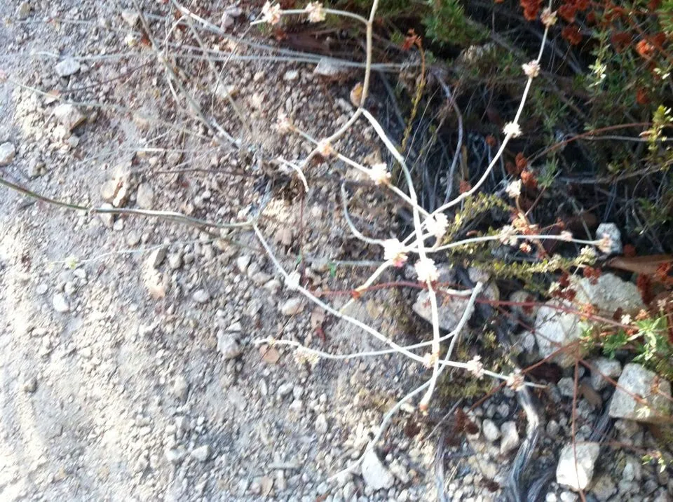 Long-stem wild buckwheat (Eriogonum elongatum, Bot. Voy. Sulphur: 45 (1844))