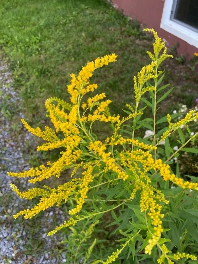 Early goldenrod (Solidago juncea, Hort. Kew. 3: 213 (1789))