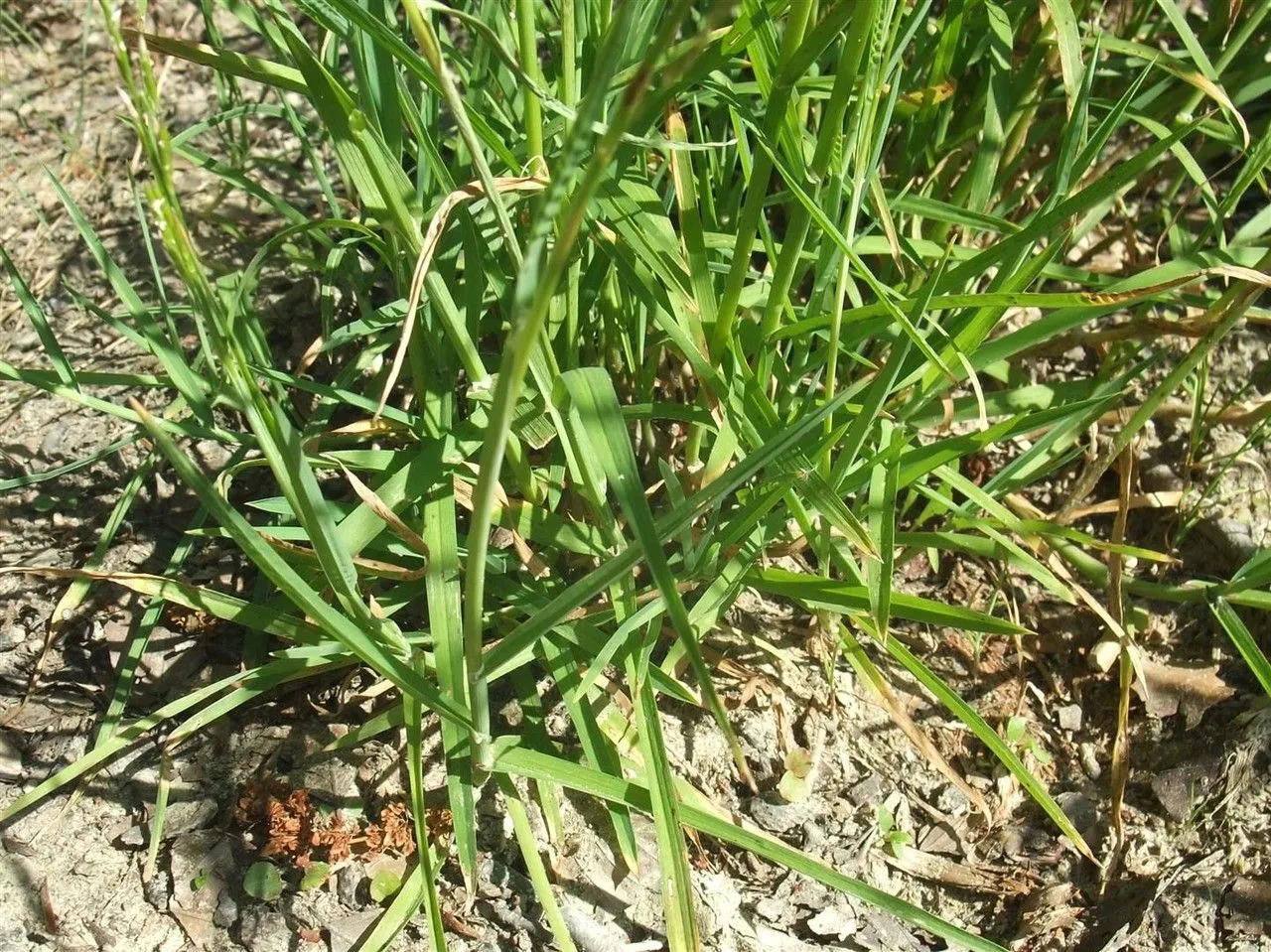 Plicate sweet grass (Glyceria notata, Fl. Gén. Env. Paris 2: 174 (1827))