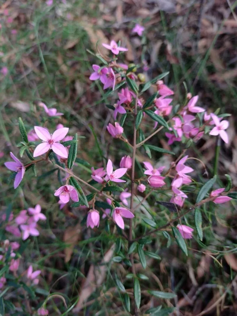 Showy boronia (Boronia ledifolia, Prodr. 1: 722 (1824))