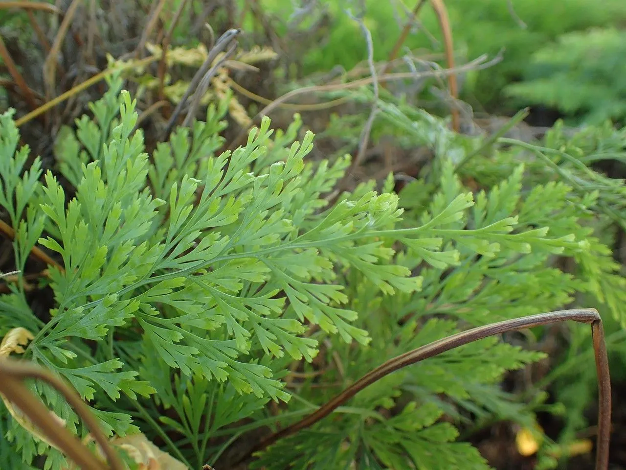 Carrot fern (Onychium japonicum, Bot. Zeitung (Berlin) 6: 507 (1848))