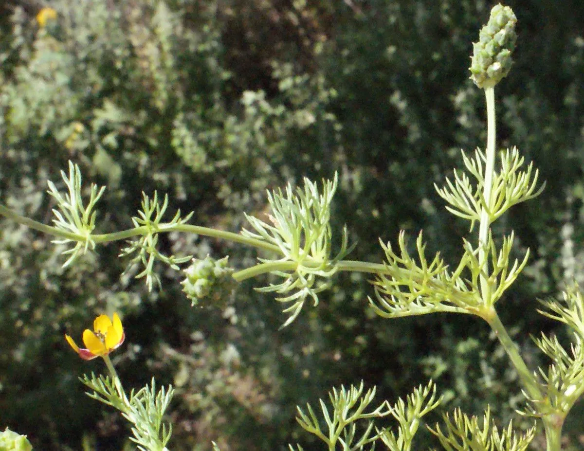 Pheasant’s-eye (Adonis microcarpa, Syst. nat. 1:223. 1817)