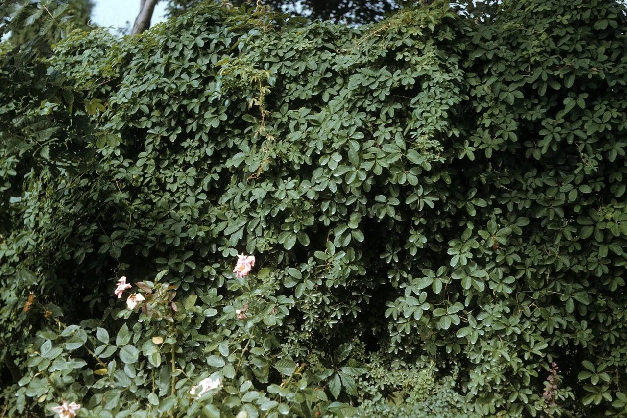 Chocolate vine (Akebia quinata, Arch. Mus. Hist. Nat. 1: 195 (1839))