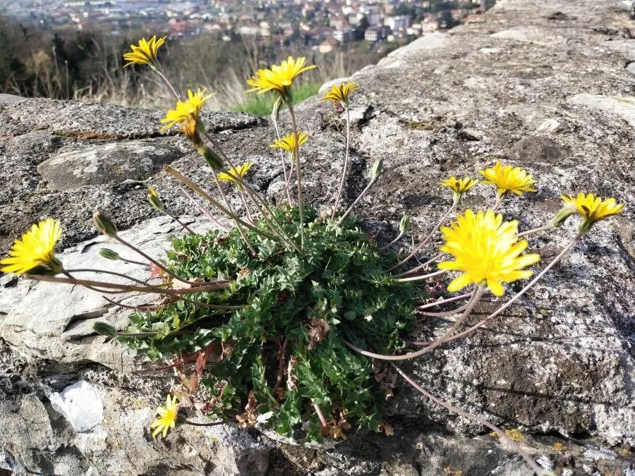 Perennial hyoseris (Hyoseris radiata, Sp. Pl.: 808 (1753))