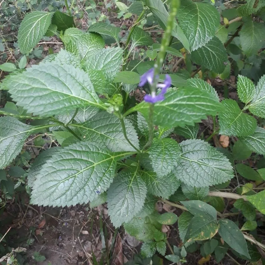 Nettleleaf velvetberry (Stachytarpheta urticifolia, Bot. Mag. 43: t. 1848 (1816))