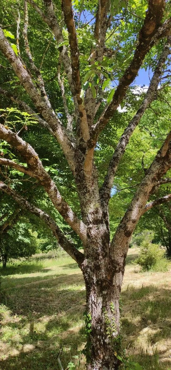 Chinese ash (Fraxinus chinensis, Fl. Ind. 1: 150 (1820))