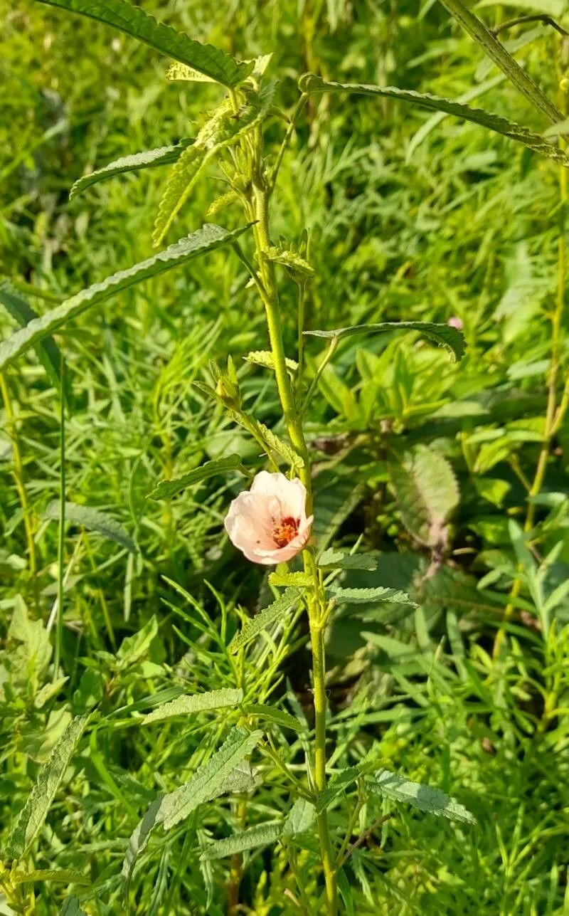 Pink pavonia (Pavonia hastata, Diss. 3: 138 (1787))