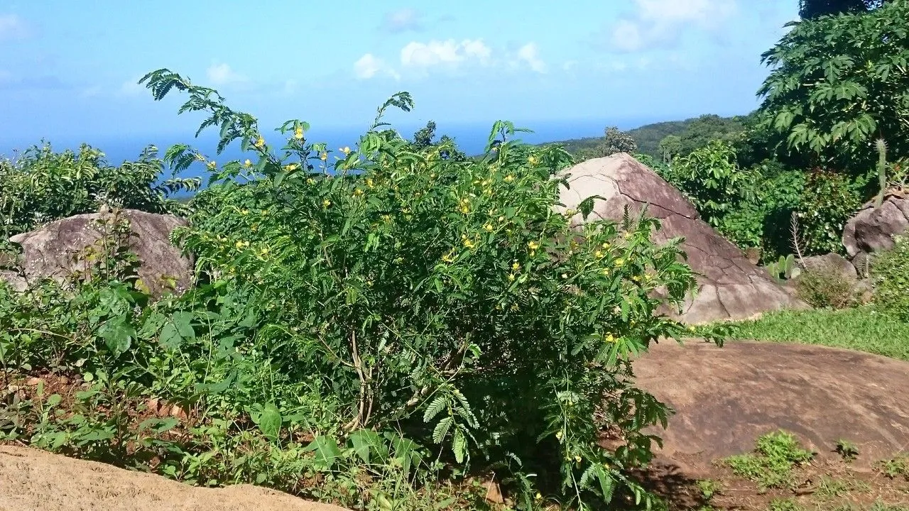 Jamaican broom (Chamaecrista glandulosa, Pittonia 4: 28 (1901))