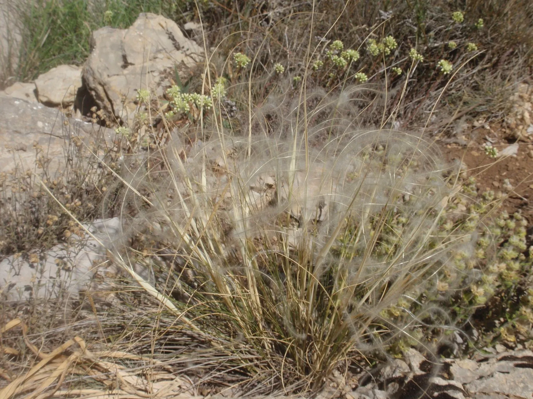 European feather grass (Stipa pennata, Sp. Pl.: 78 (1753))