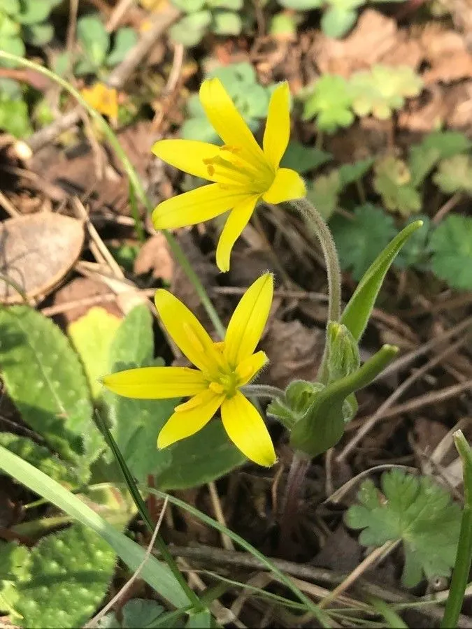 Hairy star of bethlehem (Gagea villosa, Hort. Brit.: 418 (1826))