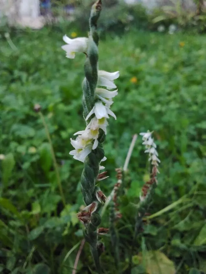 Autumn lady’s tresses spiranthes (Spiranthes spiralis, Fl. Gén. Env. Paris 2: 330 (1827))